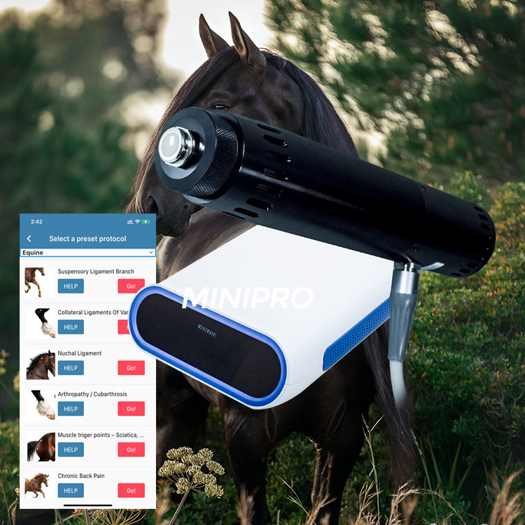 Race Horses Relax 	Equine Shockwave Machine For Soft Tissue Injuries